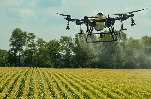 a drone flies over a corn field in Kentucky